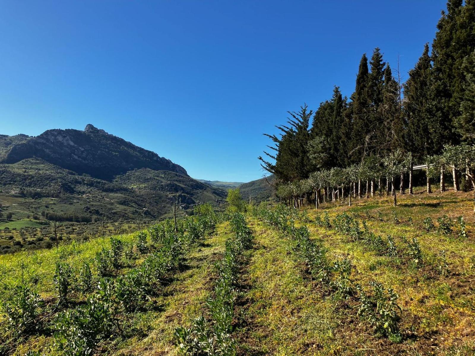 Le Case Di Cardellino - Agrispa Sclafani Exterior foto